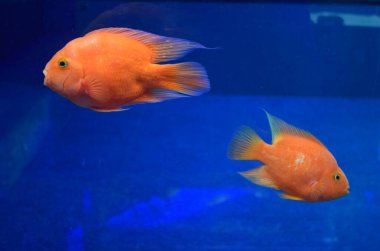 Kırmızı kanlı papağan cichlid akvaryumda yüzüyor. Midas ve kızıl saçlı cichlid 'in tatlı su balığı karışımı. Kan Papağanı cichlid tatlı su akvaryumundaki güzel bir balıktır..