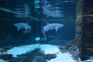 Resif köpekbalığı (Triaenodon obesus), karharinaceous familyasından gri köpekbalığı familyasından tek resif köpekbalığı türüdür. Hint ve Pasifik okyanuslarında yaşarlar..