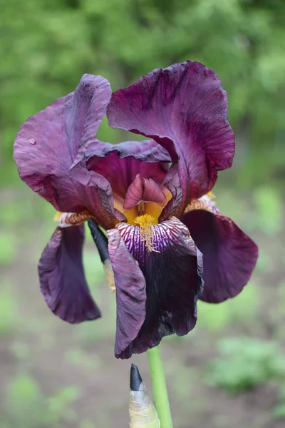 Maroon iris flower on a background of green grass in summer macro. Gardening. Bearded iris.