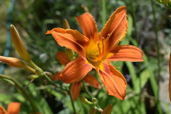 Fleurs Lis Orange Dans Nature Charmante Fleur Lis Tendre Floraison — Photo