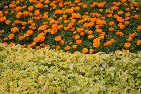 Gyönyörű Narancs Marigold Virágok Csodálatos Nyári Virágok Körömvirág Bokor Nyári — Stock Fotó
