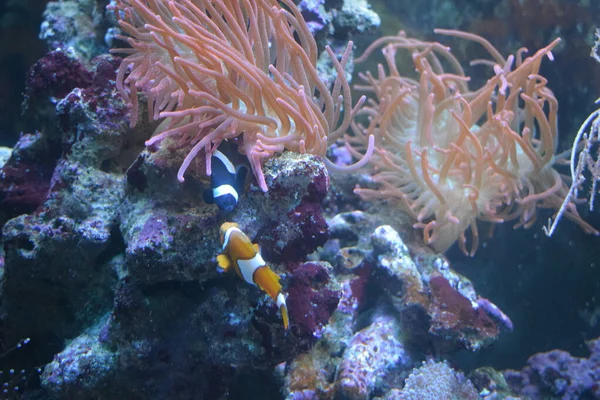 Aquarium fish Black and white fish clown (Amphiprion ocellaris). Clownfish or anemonefish are fishes from the subfamily Amphiprioninae in the family Pomacentridae