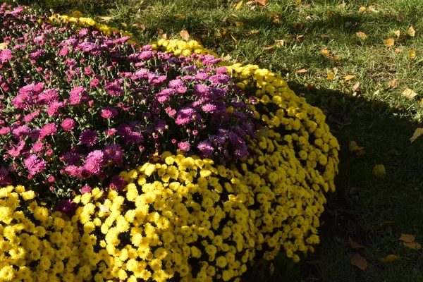Bellissimi Colorati Crisantemi Autunnali Freschi Mazzi Fiori Rossi Gialli Viola — Foto Stock