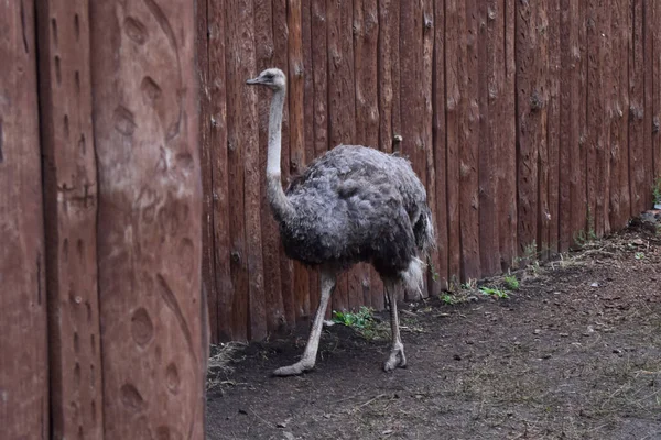 動物園の環境でOstrich Struthio Camelus アフリカのダチョウは地球の最も大きい割合です 夏に緑の牧草地に住む家族 — ストック写真