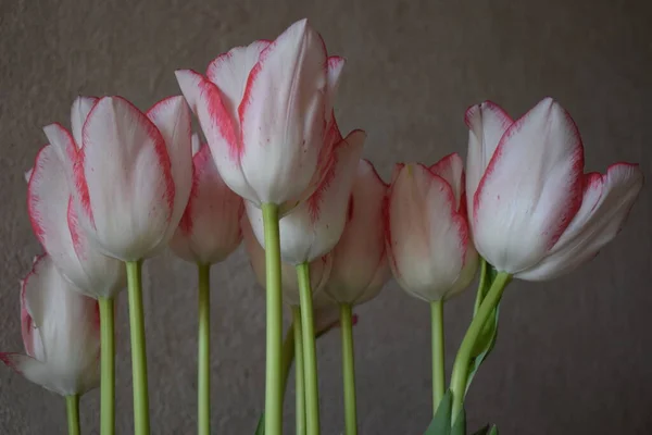 Bílý Tulipán Červenými Pruhy Okvětních Lístcích Tmavém Rozmazaném Pozadí Dva — Stock fotografie