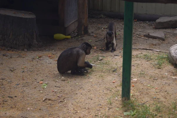 Malá Kapucínská Opička Mladý Sapajus Apella Capuchin Opice Primát Savec — Stock fotografie