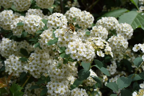 用蜜蜂晒黑白色的蜘蛛丝开着许多白花的春花灌木 Spiraea Cantiensis 也被称为Reeve Spiraea Bridalflower Reath Spirea Double White — 图库照片