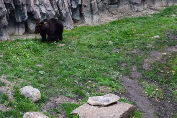 Der Eurasische Braunbär Ursus Arctos Arctos Auch Bekannt Als Gemeiner — Stockfoto