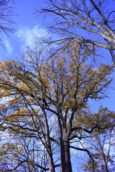 Looking Trees Durning Autumn Season Leaves Change Colour Green Bright — Stockfoto