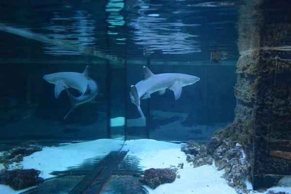 Resif köpekbalığı (Triaenodon obesus), karharinaceous familyasından gri köpekbalığı familyasından tek resif köpekbalığı türüdür. Hint ve Pasifik okyanuslarında yaşarlar..