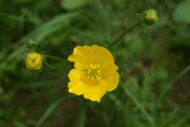 Ranunculus acris (çayırçiçeği, uzun düğün çiçeği, dev düğün çiçeği). Yeşil çimen arka planında, Ortak Düğünçiçeği sarı çiçekleri yakın plan. Seçici odak, bulanık arkaplan.