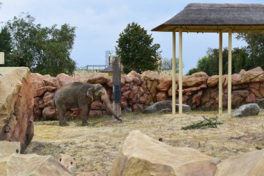 Hayvanat bahçesindeki fil. Asya fili, Elephas maximus. Hayvanat bahçesindeki büyük memeli..