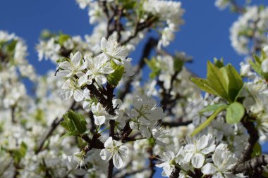 Bahar kiraz çiçekleri. Mavi gökyüzünün arka planında kiraz ağacının beyaz narin rengi.