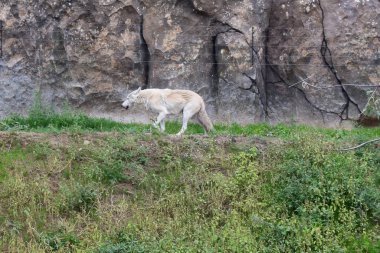 Vahşi yırtıcı, tehlikeli kurt. Hayvanat bahçesindeki beyaz kurt.