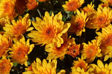 Sarı ve turuncu kasımpatı çiçekleri. Sonbaharda parkta sarı ve turuncu kasımpatılar