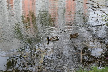 Kapalı kapılar ardında iki vahşi ördek bir bahar günü nehirde yüzer. Vahşi yaşam. Mallard ördekleri gölde yüzer. Yaban ördeği (Anas platyrhynchos), ördekgiller (Anas) familyasından bir ördek türü. Bir çift ördek. Yaban ördeği çiftini kapatın.