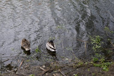 Bir çift ördek ve Drake gölde yüzüyorlar. Ördeklerin yaşadığı doğal yaşam alanlarında ördeklerin yaşadığı çok sayıda göl ve doğada su kuşu ördekleri olan ördekler.