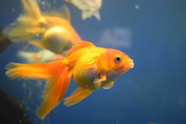 Tatlı su akvaryumu balığı, akvaryumda Asya 'dan gelen akvaryum balığı. Çinlilerin üzerindeki akvaryum balığı refah ve iyi şans getirir. Yeşil çimenlere karşı güzel pullu, yüzgeçli ve kuyruklu Japon balığı..