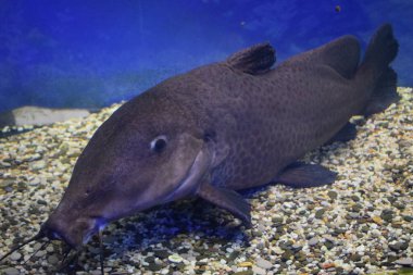 Zürafa yayın balığı Auchenoglanis Occidentalis tatlı su akvaryumunda.