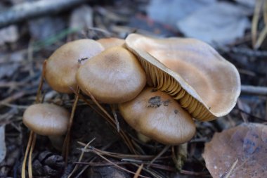 Ormanda vahşi mantarlar. Vahşi sonbahar orman mantarları. Seçici odak.