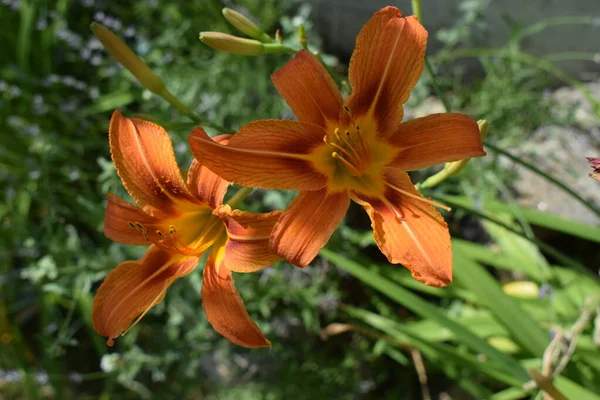 Orange lily flowers in nature. Charming blooming tender lily flower - summer background for advertising and isolating. Flower of a Fire Lily (Lilium bulbiferum)