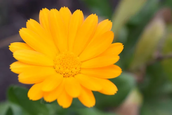 Flores Calêndula Florescentes Calêndula Laranja Uma Grama Verde Jardim Com — Fotografia de Stock