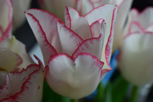 Tulipa Branca Com Tiras Vermelhas Nas Pétalas Fundo Escuro Turvo — Fotografia de Stock