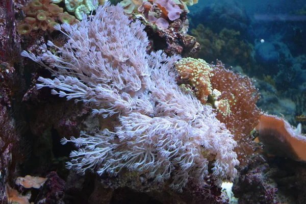 Магія Анемони Рифі Анемона Підводних Істот — стокове фото