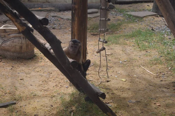 Malá Kapucínská Opička Mladý Sapajus Apella Capuchin Opice Primát Savec — Stock fotografie