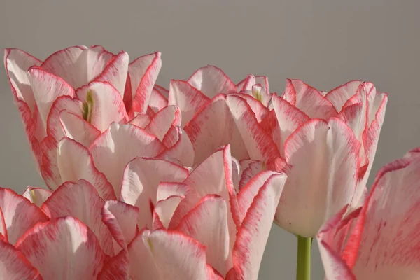 Tulipes Blanches Avec Des Bandes Rouges Sur Les Pétales Sur — Photo