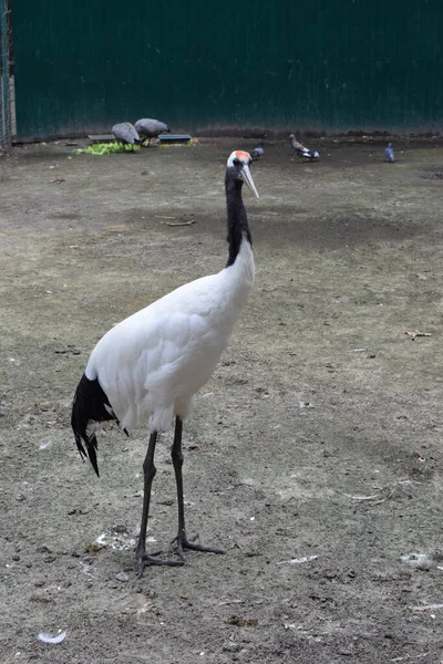 動物園の白い鶴が地面に立っています 日本の鶴とも呼ばれる成体の赤冠鶴 グラス ヤポネンシス — ストック写真
