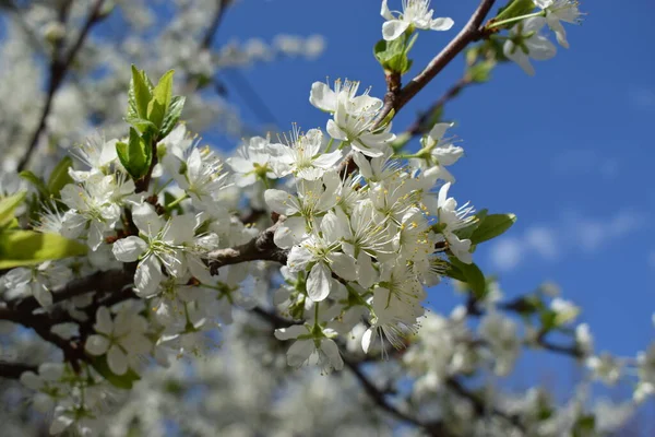 Güneşli bir günde bahçede beyaz kiraz çiçekleri. Beyaz kiraz çiçekleri. Sakura ağaçları tamamen çiçek açar. Mavi gökyüzünün altındaki ağaçta beyaz kiraz çiçeklerinin güzel dallarının seçici odağı