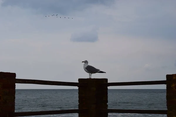 One Seagull Sits Old Sea Pier European Herring Gull Seagull — Stock Photo, Image