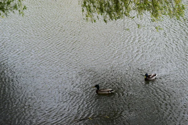 Zwei Erpel Schwimmen Einem Teich Wildenten Männchen Flusswasser Enten Ihrem — Stockfoto