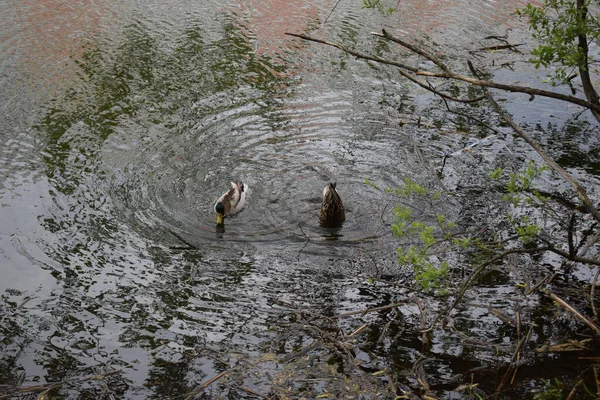 Enten Und Erpel Paar Schwimmen See Enten Ihrem Natürlichen Lebensraum — Stockfoto