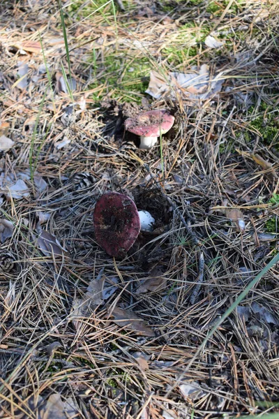 Russula atropurpurea, genellikle siyah mor Russula ya da mor brittlegill olarak adlandırılır. Eski bir Russula mantarının üst görüntüsü.