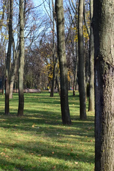 아름다운 공원에 낙엽이 떨어지고 황금빛 가을의 공원입니다 지나는 나무와 — 스톡 사진