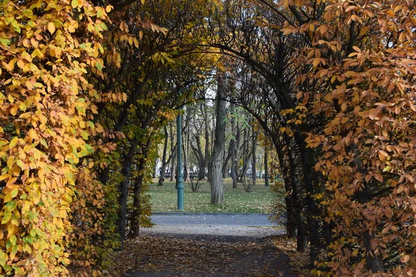 Alley with yellow red covered pergola. Autumn red leaves background, close up. Huge Tunnel wall of colorful leaves. Landscape design. Parks. Autumn concept