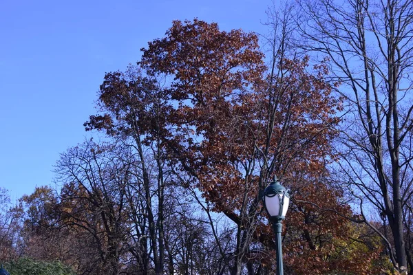 Olhando Para Árvores Durante Temporada Outono Quando Folhas Mudam Cor — Fotografia de Stock