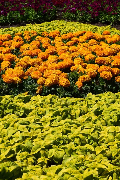 Gyönyörű Narancs Marigold Virágok Csodálatos Nyári Virágok Körömvirág Bokor Nyári — Stock Fotó