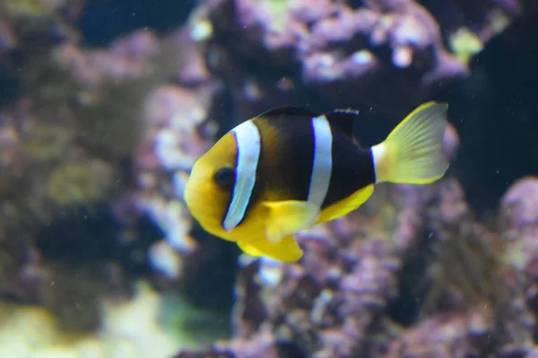 Amfiprionsebae Clownfish Een Straalvinnige Vissensoort Uit Familie Van Eigenlijke Karpers — Stockfoto