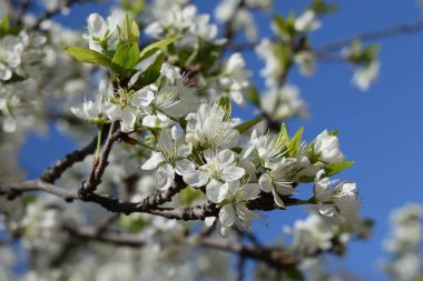 Bahar kiraz çiçekleri. Mavi gökyüzünün arka planında kiraz ağacının beyaz narin rengi.
