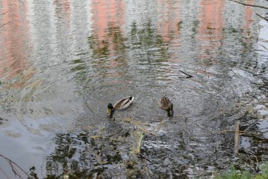 Kapalı kapılar ardında iki vahşi ördek bir bahar günü nehirde yüzer. Vahşi yaşam. Mallard ördekleri gölde yüzer. Yaban ördeği (Anas platyrhynchos), ördekgiller (Anas) familyasından bir ördek türü. Bir çift ördek. Yaban ördeği çiftini kapatın.