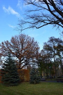 Güneşli sonbahar parkında ağaçlar. Ekim güneşli bir gün. Parktaki uzun ağaçlar ve gür çalılar. Mavi gökyüzüne karşı güneşli ağaç tepeleri. Yeşil çimlerin üzerine düşen kuru yapraklar.