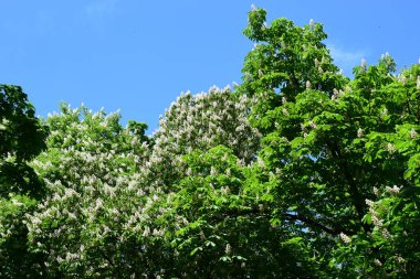 Bir ağacın çiçekleri bir kestane ağacı. Bahar çiçekleri açan kestane ağacı çiçekleri. Aesculus hipokastanum çiçeği at kestanesi ağacı.