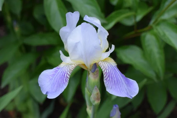 Kék Színű Írisz Virág Tavaszi Kertben Gyönyörű Kék Írisz Virág — Stock Fotó