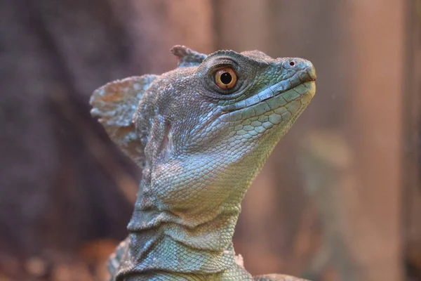 The plumed basilisk (Basiliscus plumifrons), also called commonly the green basilisk, the double crested basilisk, or the Jesus Christ lizard, is a species of lizard in the family Corytophanidae