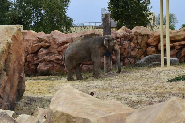 Elephant in a zoo. Asian Elephant, Elephas maximus. Big mammal in the zoo habitat.