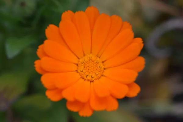 Blommande Ringblommor Orange Ringblomma Ett Grönt Gräs Trädgård Med Ringblomma — Stockfoto