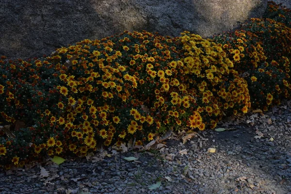 Жовті Квіти Хризантеми Жовта Клумба Красивих Хризантем Осінній День — стокове фото